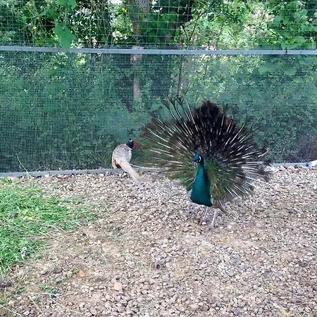 Delle Rose Alloggio per agriturismo *