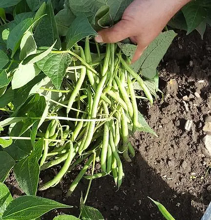 Delle Rose * Rionero in Vulture