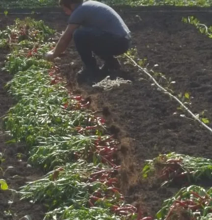 Alloggio per agriturismo Delle Rose